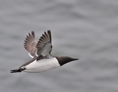 Sillgrissla (ssp inornata)