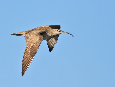 Smspov, ssp hudsonicus