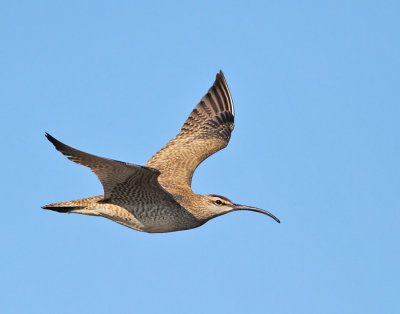 Amerikansk smspov / Whimbrel (ssp hudsonicus)