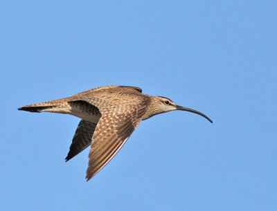 Smspov, ssp hudsonicus