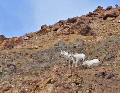 Snöfår / Dall's Sheep