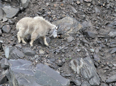 Snget / Mountain Goat