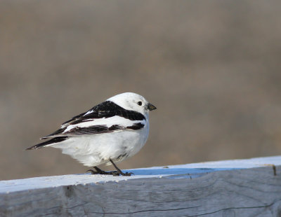 Snsparv ♂