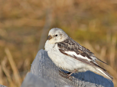 Snsparv ♀