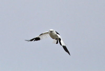 Snsparv ♂