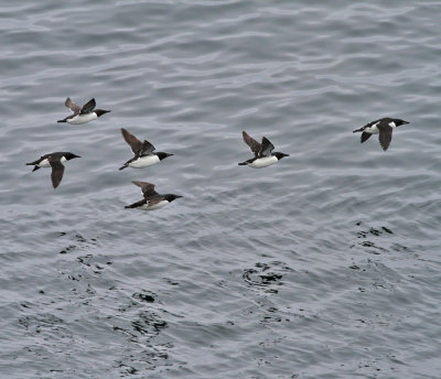 Spetsbergsgrisslor med sillgrissla (ssp inornata)