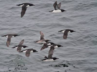 Spetsbergsgrisslor med sillgrissla (ssp inornata)
