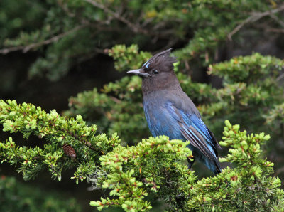 Stellerskrika / Steller's Jay