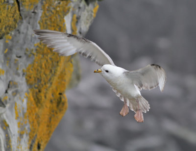 Stormfågel, ljus (ssp rodgersii)