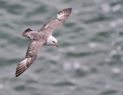 Stormfågel, ljus (ssp rodgersii)