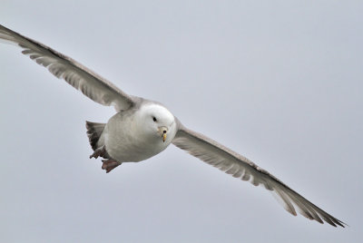Stormfågel, ljus (ssp rodgersii)