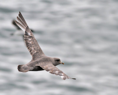 Stormfågel, mörk (ssp rodgersii)