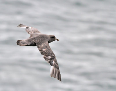 Stormfågel, mörk (ssp rodgersii)