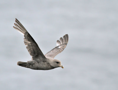 Stormfågel, mörk (ssp rodgersii)