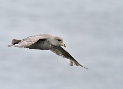 Stormfågel, mörk (ssp rodgersii)