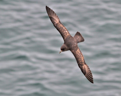 Stormfågel, mörk (ssp rodgersii)
