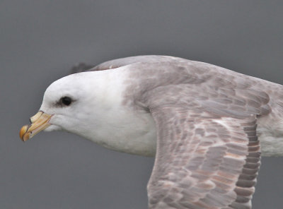 Stormfågel, ljus (ssp rodgersii)