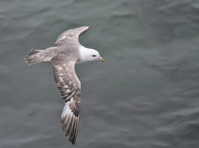 Stormfågel, ljus (ssp rodgersii)