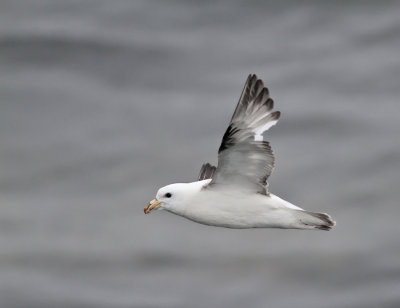 Stormfågel, ljus (ssp rodgersii)