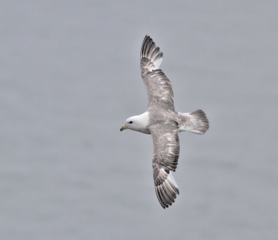 Stormfågel, ljus (ssp rodgersii)