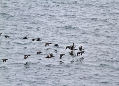 Strmand flock