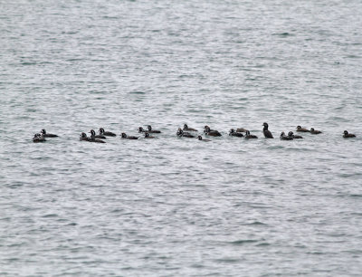 Strmand, flock 