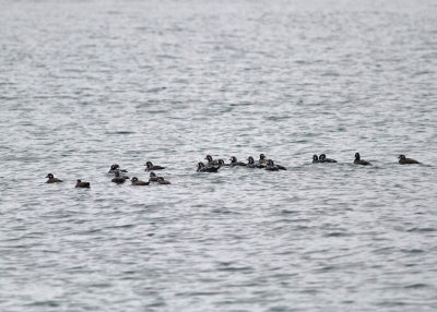 Strmand, flock 