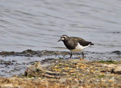 Svart roskarl / Black Turnstone