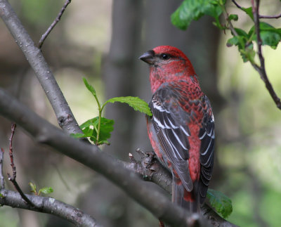 Tallbit ♂