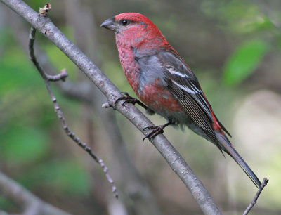 Tallbit ♂