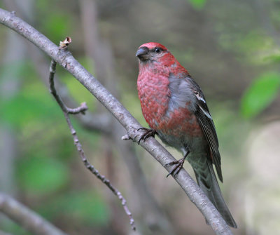 Tallbit ♂