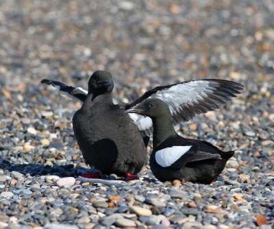 Tobisgrissla / Black Guillemot (ssp mandtii)