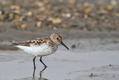 Tundrasnppa / Western Sandpiper