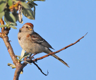 Tundrasparv / American Tree Sparrow