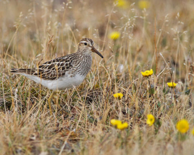 Tuvsnppa ♀