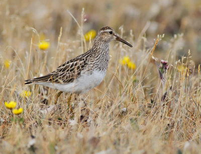 Tuvsnppa ♀