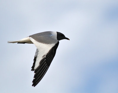 Tärnmås / Sabine's Gull