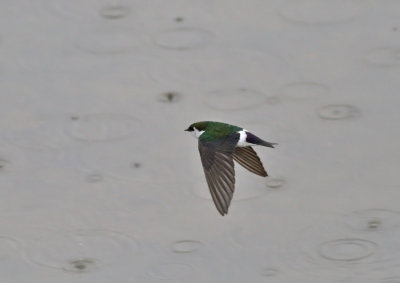 Violettgrn svala ♂