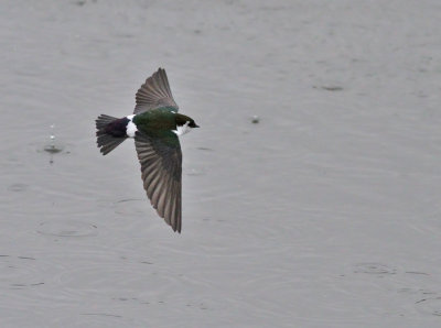 Violettgrn svala ♂