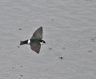 Violettgrn svala ♂
