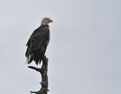 Vithvdad havsrn, adult