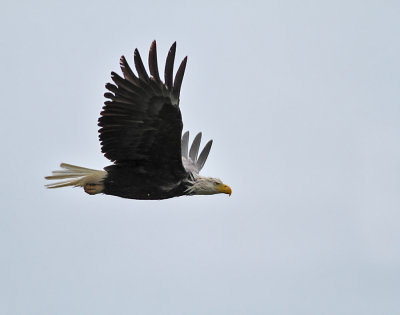 Vithvdad havsrn, adult