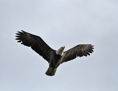 Vithvdad havsrn, adult