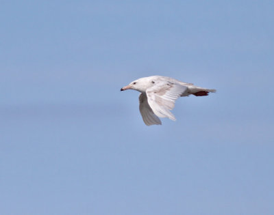 Vittrut, frsta sommar (ssp barrovianus)