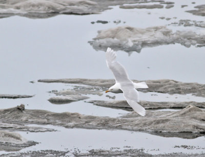 Vittrut, adult  (ssp barrovianus)