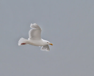 Vittrut, adult  (ssp barrovianus)