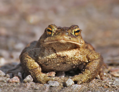 Vanlig padda (Bufo bufo)