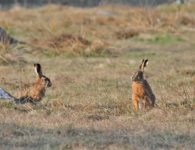 Flthare (Lepus europaeus)