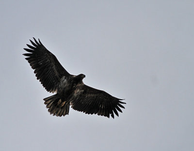 Havsörn, subadult