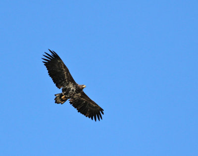 Havsörn, subadult